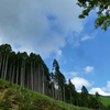 夏名残 北山の空 杉木立