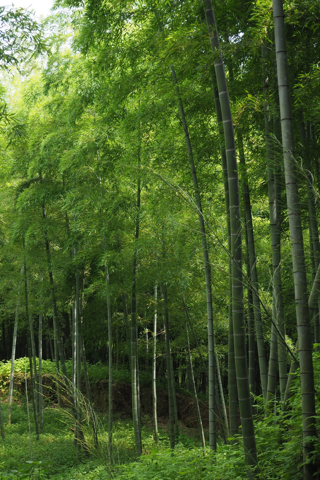 涼やかや 竹林の色 息止めし