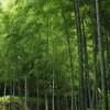 涼やかや 竹林の色 息止めし