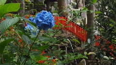 朱の囲い 白菊の瀧 梅雨景色