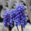 ムスカリは 優しきブルー 春告げる