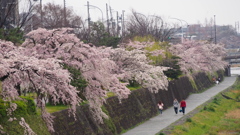 遊歩道 花のひさしを 愛でながら