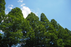 緑濃し メタセコイアに 初夏の空