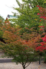 時進む もう紅葉か 夏の果て