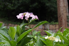 公園の 紫陽花一輪 際立ちて