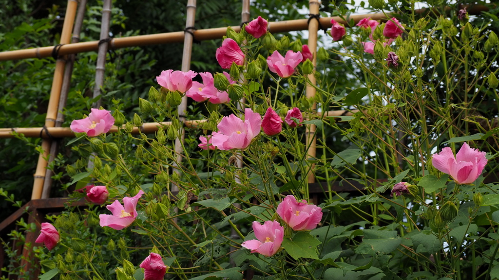 垣根より 芙蓉顔出し ご挨拶