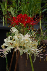 紅白の 曼珠沙華咲く 彼岸入り