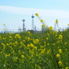 菜の花の 土手の向こうは 電波基地