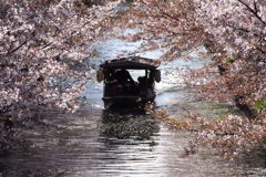 陽を背にし 十石船は 花の中