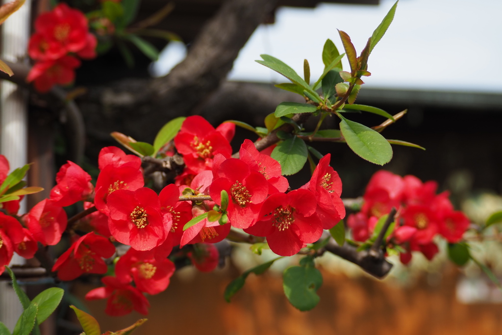 軒先の 赤は誘うよ 木瓜の花