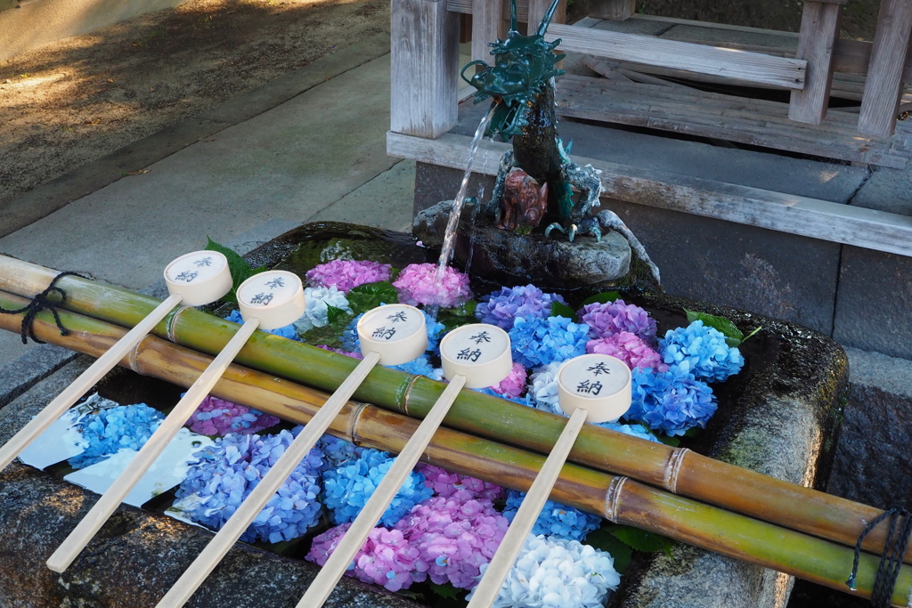 花手水 紫陽花爽やか 水の音