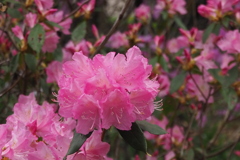 鮮やかや ピンクシャクナゲ 花満開