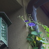 朝顔や 樋に巻きつき 初開花
