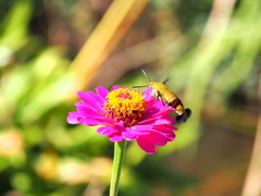 咲きました 花粉いっぱい 運んでね