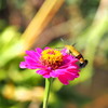 咲きました 花粉いっぱい 運んでね