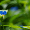 露草や梅雨のウォークに涼を呼ぶ