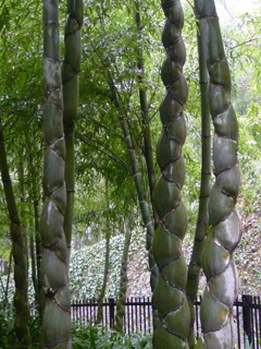 珍しや 亀の甲羅か 竹の幹