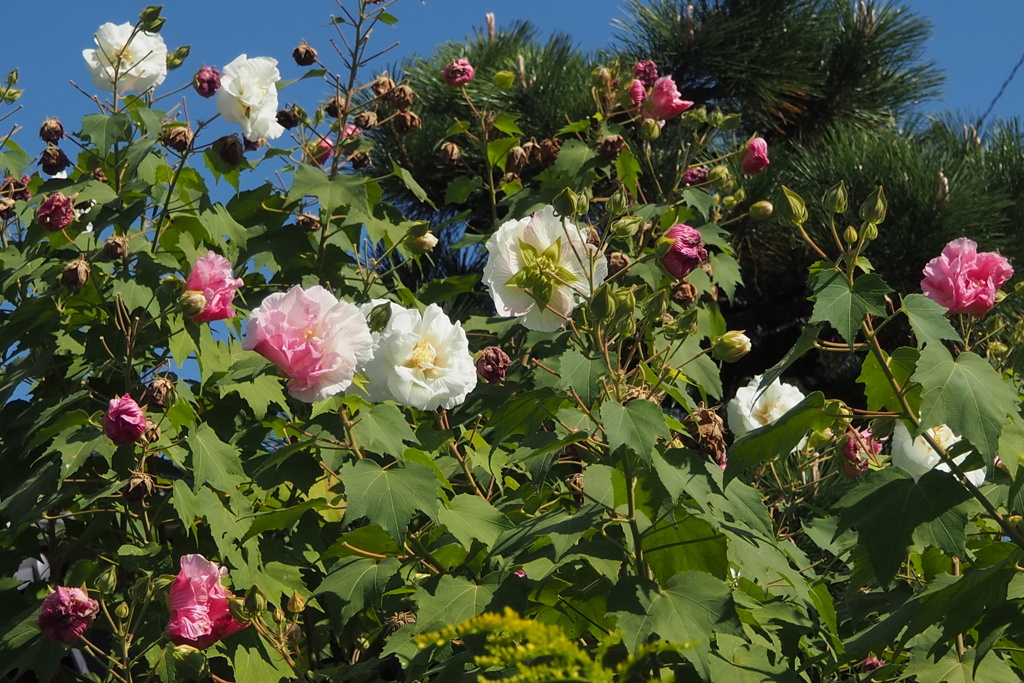 白と赤 今を盛りの 酔芙蓉