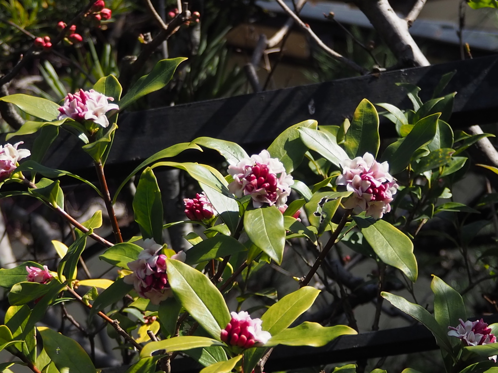 沈丁花 香り高きよ 我誘う