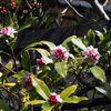 沈丁花 香り高きよ 我誘う
