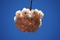 青空につられし毬か八重桜