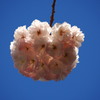 青空につられし毬か八重桜