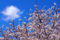 春の午後 さくら・青空 白い雲