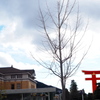 薄晴れの 岡崎公園 冬姿