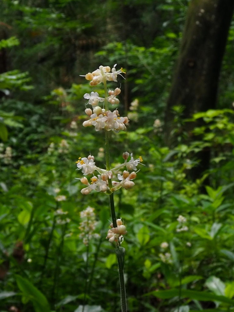 草むらに 白き真珠か 藪茗荷