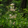 草むらに 白き真珠か 藪茗荷