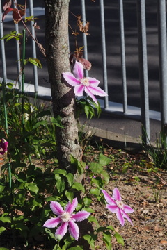 公園の テッセン三輪 日向ぼこ