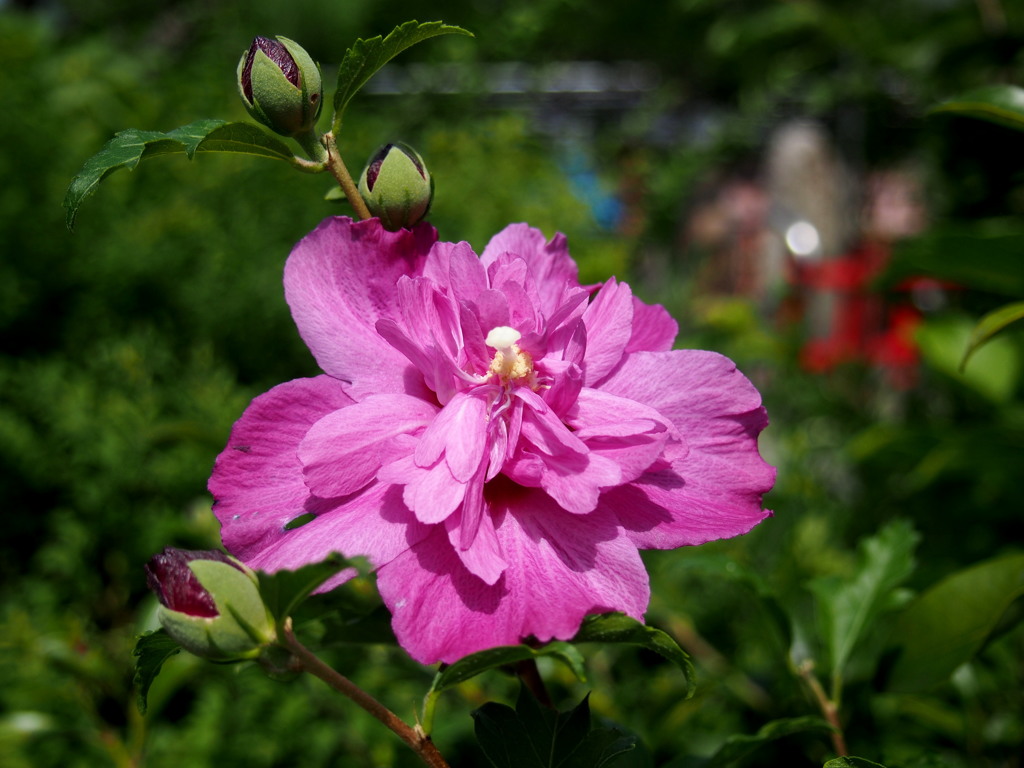 姿良し 立てば芍薬 花美人