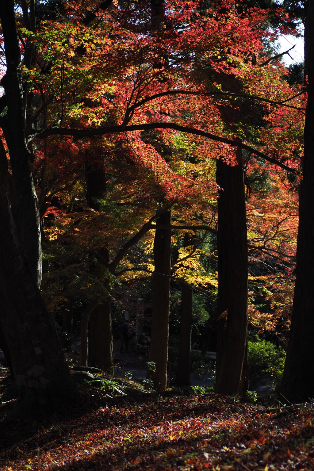 鮮やかや 午後の光りの 映え紅葉