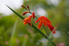 雨上がる 花はまだ閉じ しずく垂れ