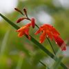 雨上がる 花はまだ閉じ しずく垂れ