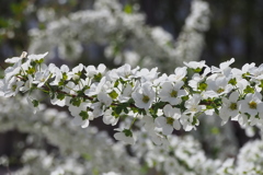春の日の 白き花の穂 雪柳