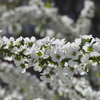 春の日の 白き花の穂 雪柳