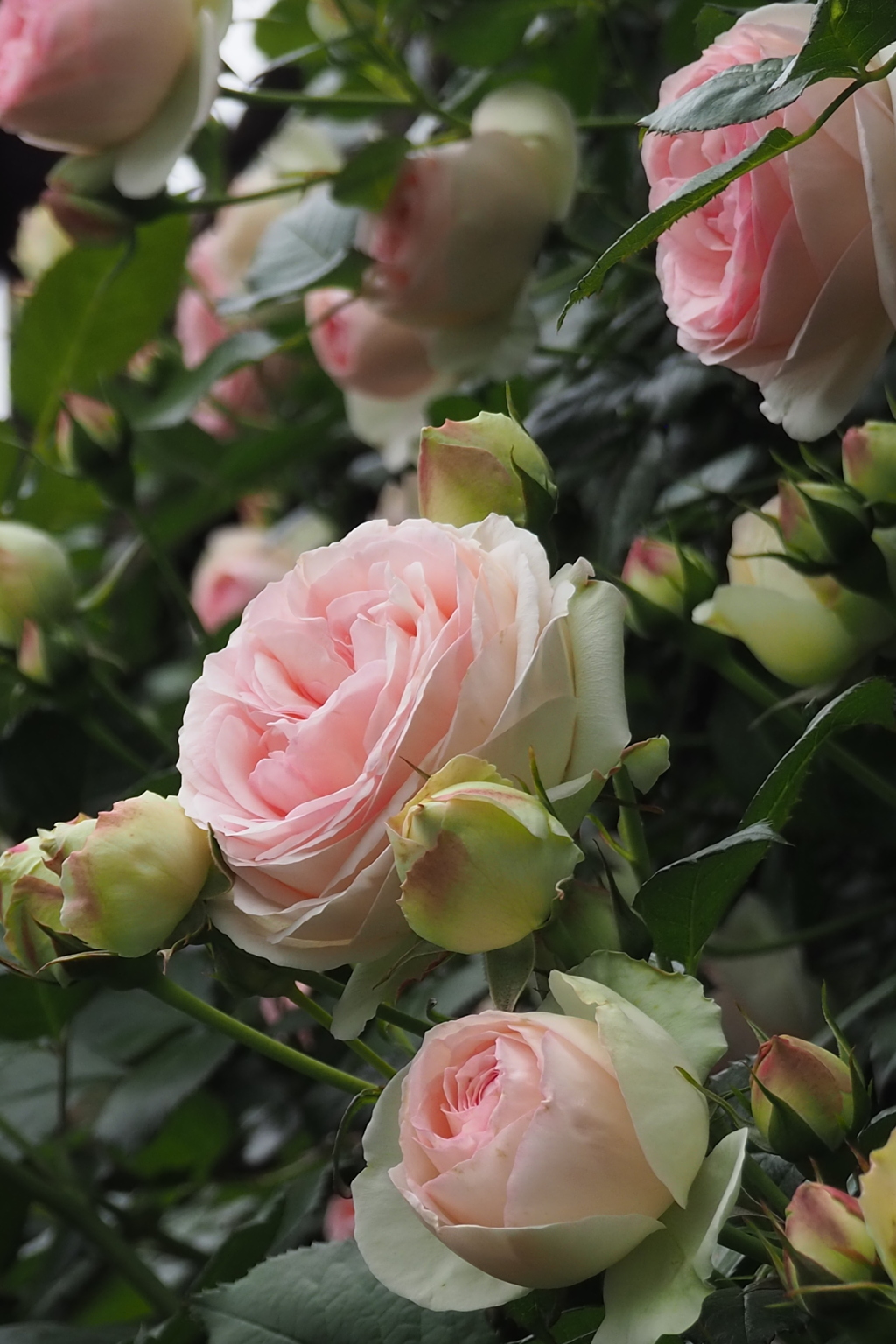 バラが咲く つぼみ次々 開花せり