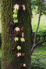 暑さのせい？ 時の移ろい？ 蔦の色