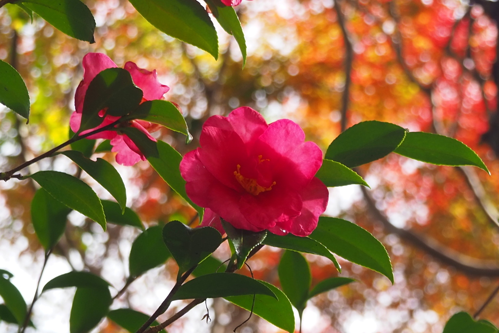 晩秋や 山茶花優し 薄日受け