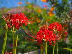 陽射し受け どこか明るい 曼珠沙華