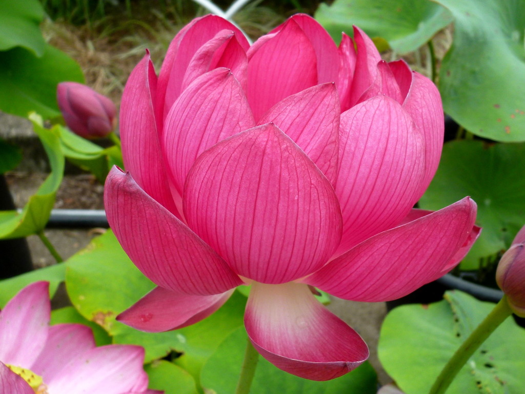 昼過ぎしもう閉じるのかハスの花
