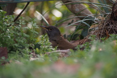 エサ探し 鳥はムックリ 顔上げて