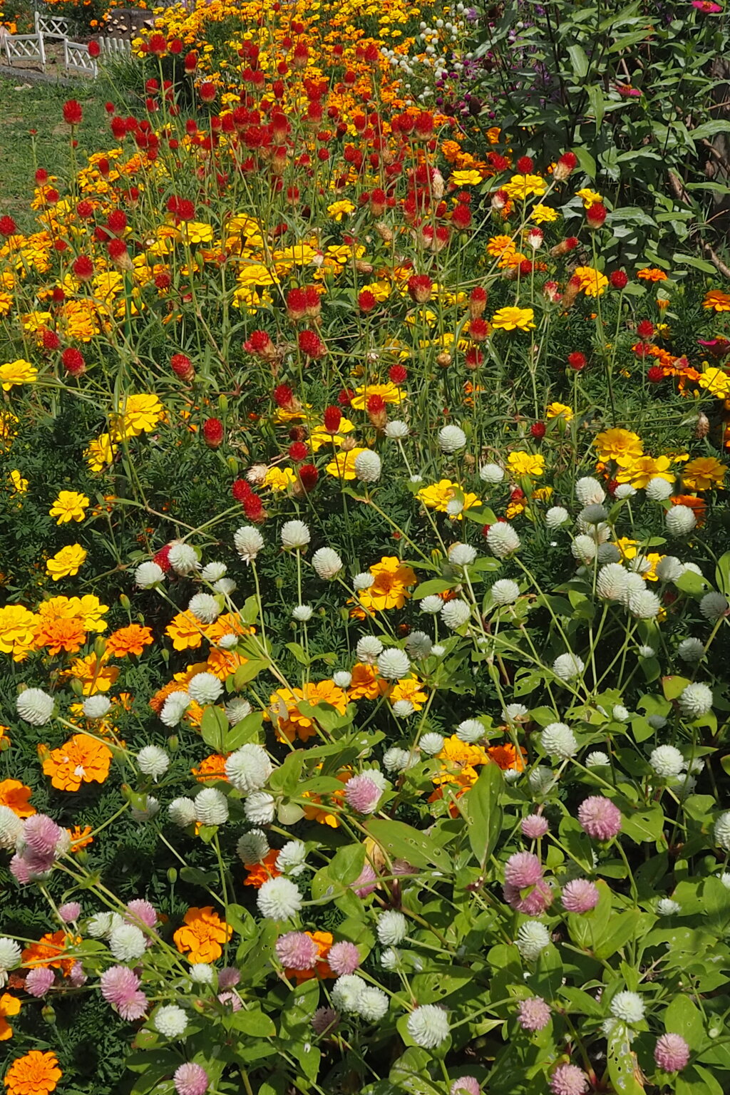 鮮やかや 秋の草花 川模様