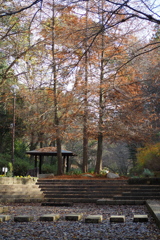 褐色の 初冬公園 薄日射し