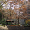 褐色の 初冬公園 薄日射し