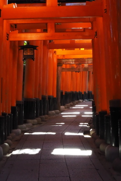 残暑光 コントラストの 鳥居道