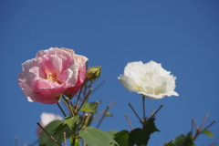 酔芙蓉 変わっていきます 花の色