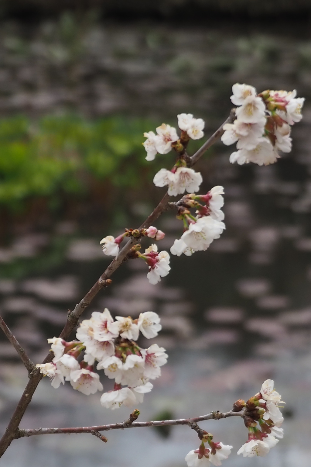 池の端 チシマザクラは ひっそりと