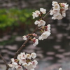 池の端 チシマザクラは ひっそりと